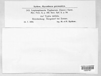 Leptosphaeria typharum image